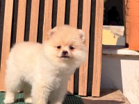 Ayı surat pomeranian boo bebeklerimiz