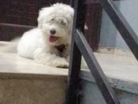 Uyguna verilecek dişi maltipoo aşıları tam çipi var