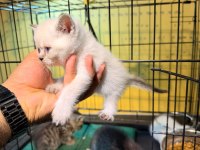 Uygun British Shorthair Yavrular