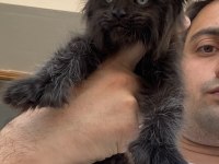 Polydactly 6x6x6x6 Erkek Maine Coon Yavru