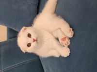 2.5 aylik scottish fold güzellik