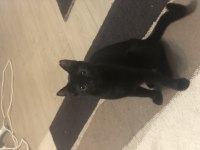 KEDİMİZİ SAHİPLENDİRMEK İSTİYORUZ