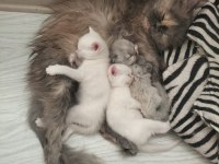 ÇOK ACİL YUVA ARIYORUZ KEDİMİZE