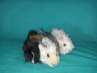 Kapıya Teslim Guinea Pig Setleri