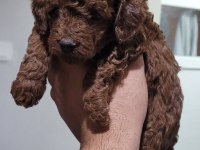 Kore Toy Poodle Teacup