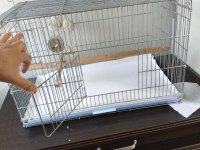 Erkek ve dişi sevda papağanlarım