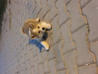 Japon akita inu