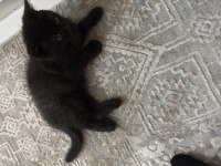 Eğitimli 2.5 aylık kedimiz