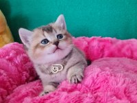Golden British Shorthair yavrularımız hazır