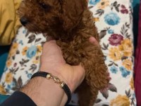SAFKAN ORJİNAL IRK POODLE YAVRUMUZ