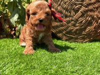 Sevimli Maltipoo Yavrumuz Yeni Yuvasını Arıyor