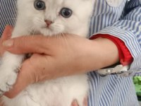 Saf Kan Sevimli Oyuncu British Shorthair