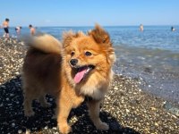 Sevimli Erkek Pomeranian
