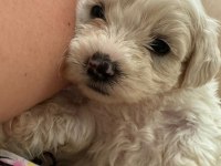40 günlük sıfır numara terrier