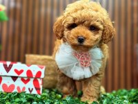 ŞEKER TADINDA MALTIPOO