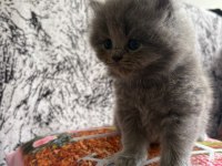 YAVRU KEDİLERE SICACIK YUVALAR ARIYORUZ!