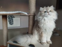 British Longhair Erkek