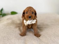 Safkan Oyuncak Bebeğim Toy Poodle 