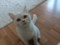 British shorthair kedim sahiplendirilecektir