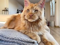 Show Class XL Mainecoon Red Erkek