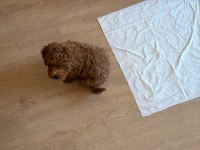 Toy Poodle Erkek 2 Aylık