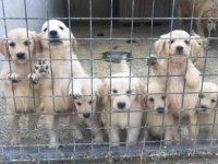 Golden retriever