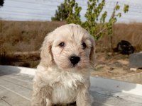 2.5 aylık maltipoo yavruma yuva arıyoruz