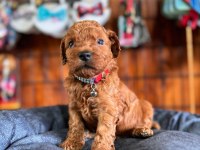 En akıllı apartman köpeği a SCRLİ toy poodle