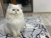 ŞECERELİ VEYA ŞECERESİZ BRİTİSH EŞLEŞTİRME İLANI