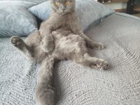 Scottish Fold Kızımıza Erkek Eş Aranıyor