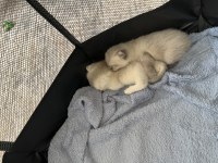 Blue point erkek british shorthair bebeğim