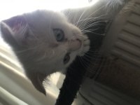 65 günlük scottish fold yavru