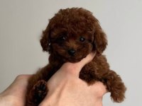 Minik Toy Poodle Bebek