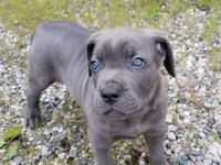 Mavi gözlü Blue cane corso bebekler erkek ve dişi