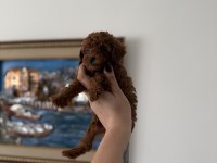 Teacup Kore Poodle Redbrown Yavrum