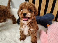 Sevimli Maltipoo Yavrularımız