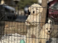 SIFIR NUMARA MALTESE BEBEKLER