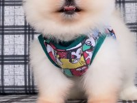 Pomeranian boo Ayı yüz