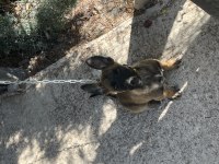35 günlük belçika kurdu yavrular