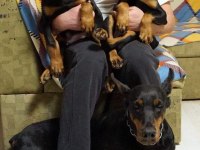 KING DOBERMAN YAVRULARI