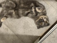 2 yaşında sakin sevimli cana yakın scottish fold