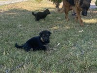 A KALİTE K9 ALMAN KURDU YAVRULARI