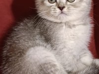 Veterinerden scottish fold yavruları