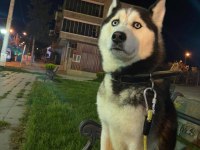 3 YAŞINDA AŞILARI EĞİTİMİ TAM HUSKY