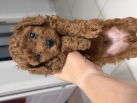 Kendim kızımın safkan poodle yavruları