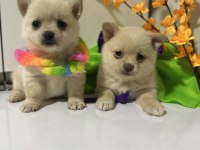Teacup Şivava Bebekler