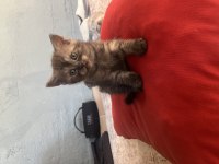 Yeni Aile Üyeleri Aranıyor Minik Kedilere