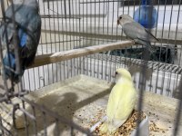Yavru sevda papağanları