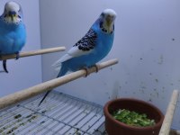 Takım olarak sahiplendirilecek muhabbet kuşu
