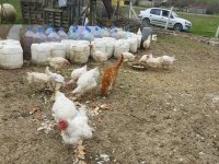 Kesilmiş temizlenmiş köy tavuğu